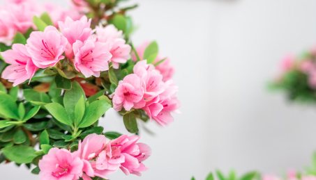 美丽的东鹃杜鹃花 