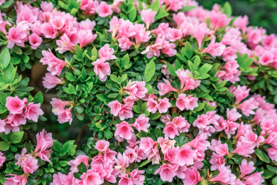 美丽的东鹃杜鹃花 