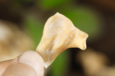 深底上的白木耳