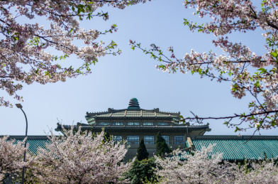 武汉大学校园里的樱花