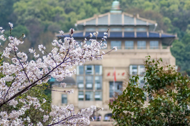 武汉大学校园里的樱花