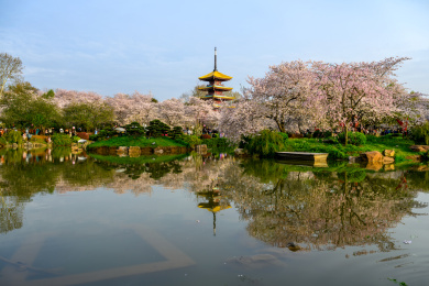 湖北武汉东湖樱园春季樱花与五重塔风光