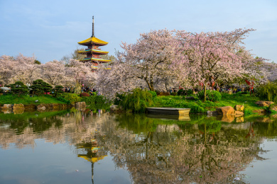 湖北武汉东湖樱园春季樱花与五重塔风光