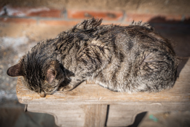 病猫老猫趴在外面晒太阳生病的猫