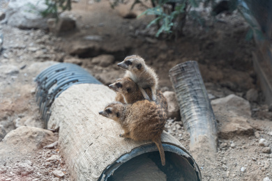 狐獴猫鼬细尾獴聚在一起
