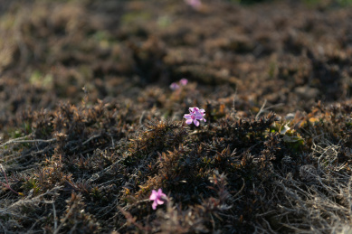 冬季花丛里最先开放的花朵