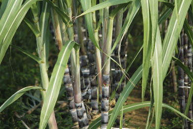 种植园甘蔗