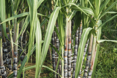 种植园甘蔗