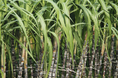 种植园甘蔗