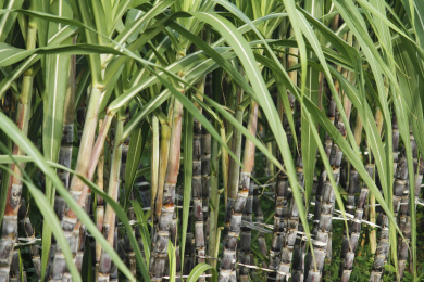 种植园甘蔗