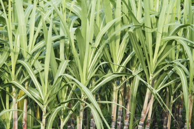 种植园甘蔗