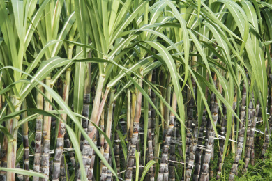 种植园甘蔗