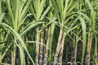 种植园甘蔗