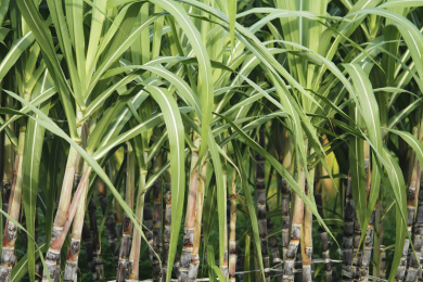 种植园甘蔗