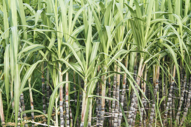 种植园甘蔗