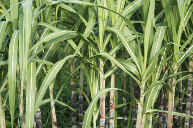 种植园甘蔗