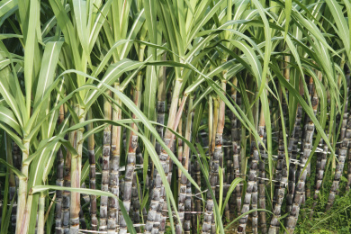 种植园甘蔗