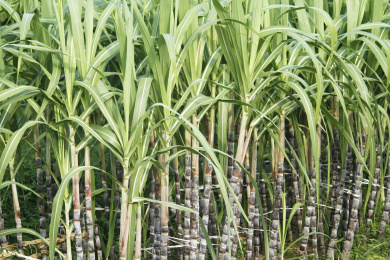 种植园甘蔗