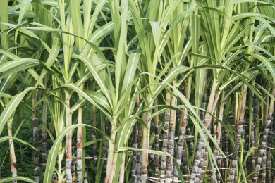 种植园甘蔗