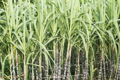 种植园甘蔗
