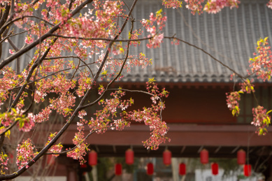 武汉东湖樱园春天盛开的樱花