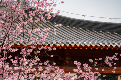 武汉东湖樱园春天盛开的樱花