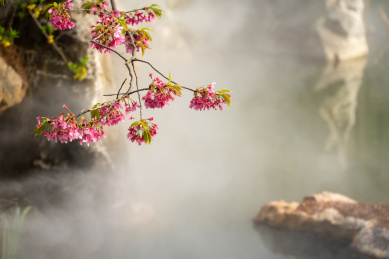 武汉东湖樱园春天盛开的樱花