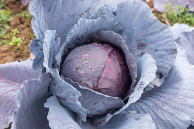 一颗菜地里生长的紫甘蓝果实