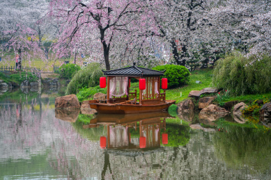 武汉东湖樱园樱花