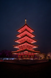 武汉东湖樱园夜樱