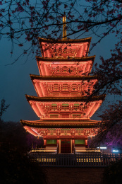 武汉东湖樱园夜樱