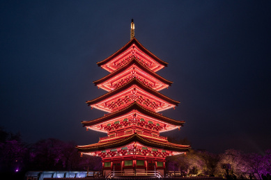 武汉东湖樱园夜樱