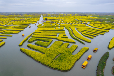 江苏省泰州市兴化千垛油菜花航拍
