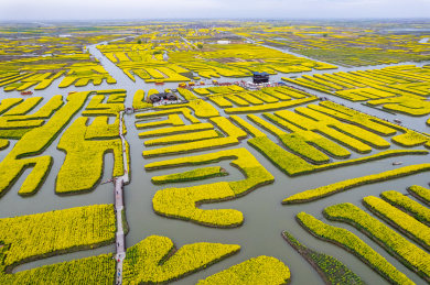 江苏省泰州市兴化千垛油菜花航拍