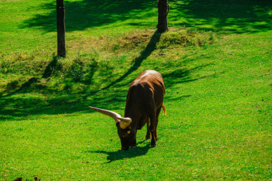 草地上进食的角马