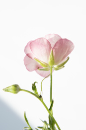 室内盛开的粉色蝴蝶洋牡丹