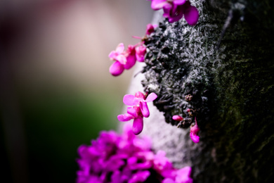 春天紫荆花特写