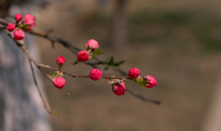 碧桃花开