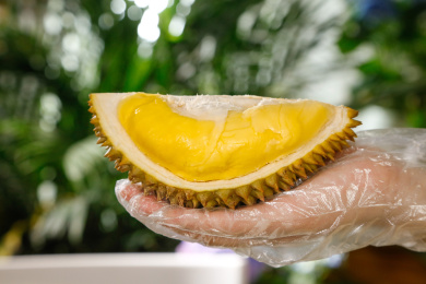 深底上的金枕榴莲