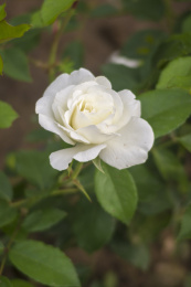月季花的园艺栽培品种