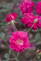 月季花