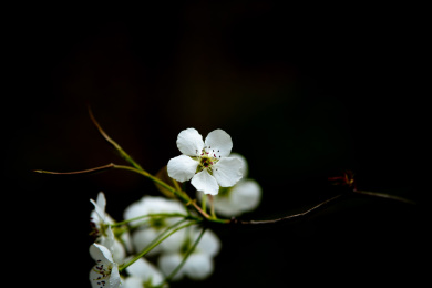 绽放的花朵