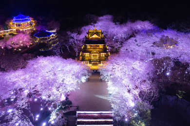 鼋头渚赏樱楼的夜樱