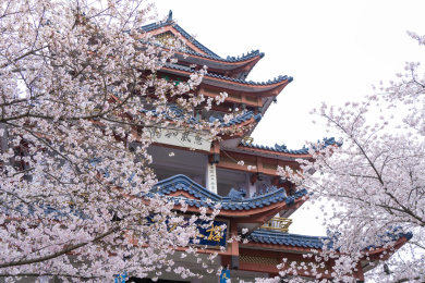 无锡鼋头渚赏樱楼樱花盛开