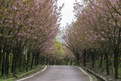 乡村公路旁盛开的樱花