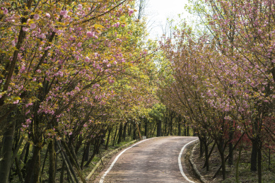 乡村公路旁盛开的樱花