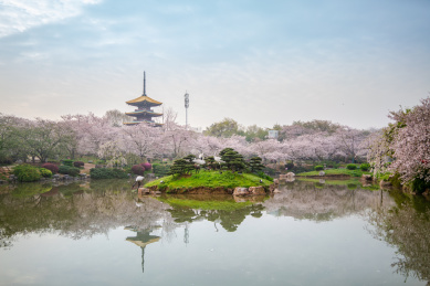 武汉东湖樱园樱花