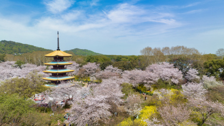 湖北武汉东湖樱花园里的五重塔近景