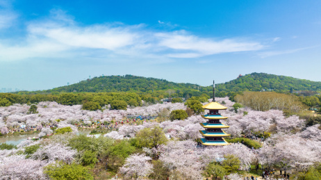湖北武汉东湖樱花园里的五重塔近景