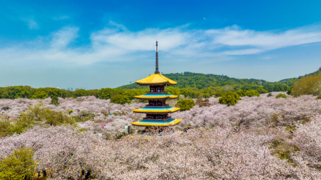 湖北武汉东湖樱花园里的五重塔近景